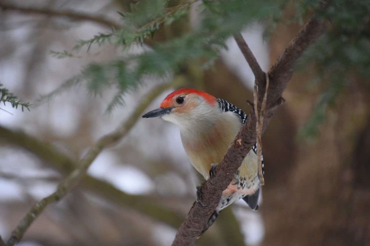 The brilliant red crown of adult male red-bellied woodpeckers extends down the nape of the neck. Females have a red nape as well, but lack the red crown. The stiff tail feathers are used to brace against trees, as depicted here, and to provide stability while the bird forages for insects.